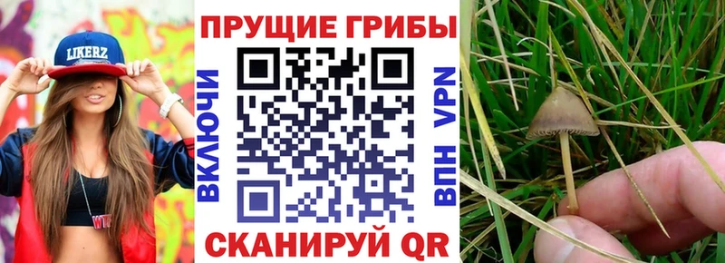 Галлюциногенные грибы MAGIC MUSHROOMS  хочу   Зуевка 